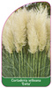 Cortaderia selloana 'Evita'