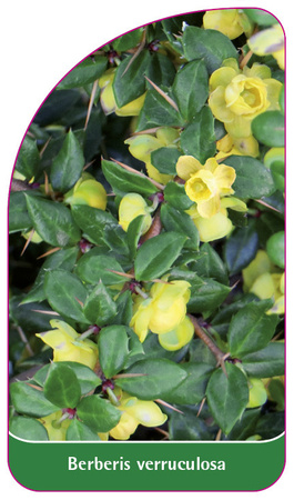Berberis verruculosa