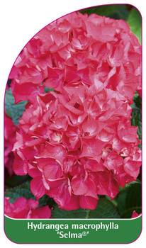Hydrangea macrophylla 'Selma'