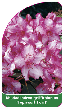 Rhododendron griffithianum 'Topsvoort Pearl'