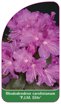 Rhododendron carolinianum 'P.J.M. Elite'