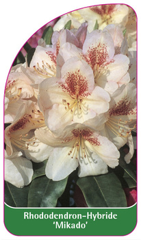 Rhododendron-Hybride 'Mikado'