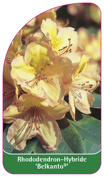 Rhododendron-Hybride 'Belkanto´