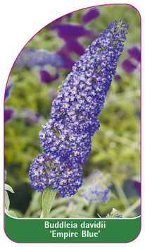 Buddleia davidii 'Empire Blue'