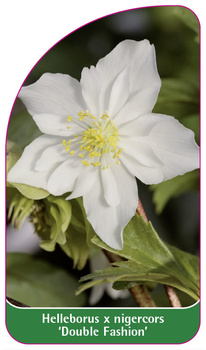 Helleborus x nigercors 'Double Fashion'