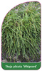 Thuja 'Whipcord'