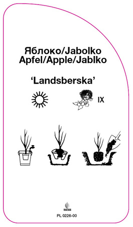Jabłoń 'Landsberska'