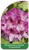 Rhododendron-Hybride 'Cosmopolitan'