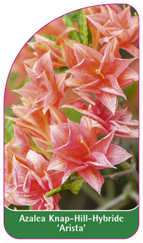 Azalea Knap-Hill-Hybride 'Arista'