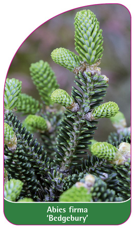 Abies firma 'Bedgebury'