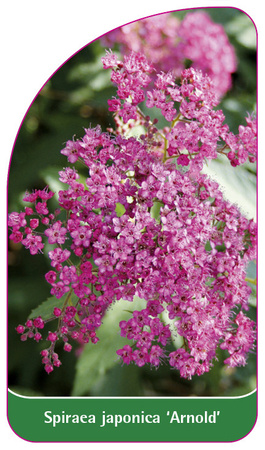 Spiraea japonica 'Arnold'