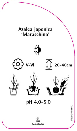 Azalea japonica 'Maraschino'