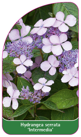 Hydrangea serrata 'Intermedia'