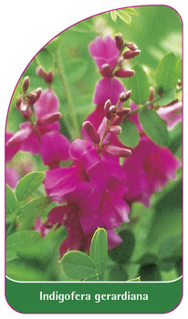 Indigofera geradiana