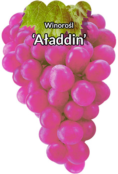 Vinná réva Alladin