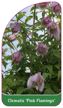 Clematis 'Pink Flamingo'
