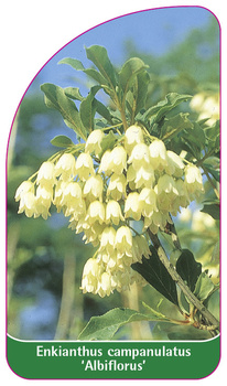 Enkianthus campanulatus 'Albiflorus'