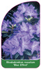 Rhododendron russatum 'Blue Effect'