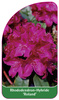 Rhododendron-Hybride 'Roland'