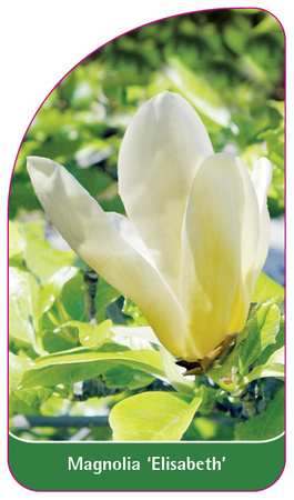 Magnolia 'Elisabeth'