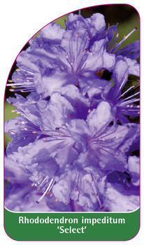 Rhododendron impeditum 'Select'