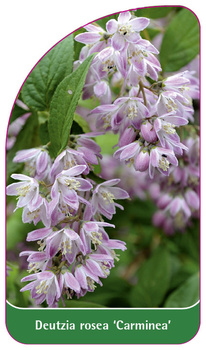 Deutzia rosea 'Carminea'