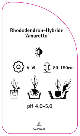 Rhododendron-Hybride 'Amaretto'