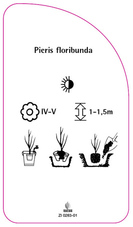 Pieris floribunda