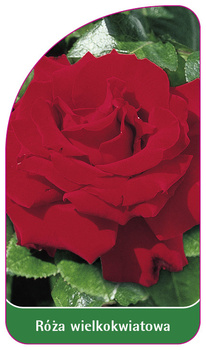 Róza wielkokwiatowa Nr. 209