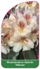 Rhododendron-Hybride 'Mikado'