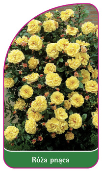 Róza pnąca Nr. 325 A