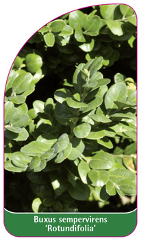 Buxus sempervirens 'Rotundifolia'