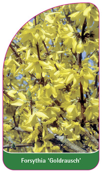 Forsythia 'Goldrausch'