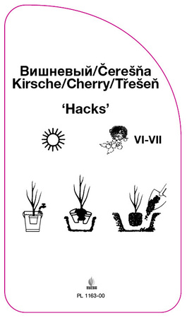 Czereśnia 'Hacks'