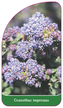 Ceanothus impressus