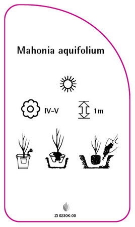Mahonia aquifolium