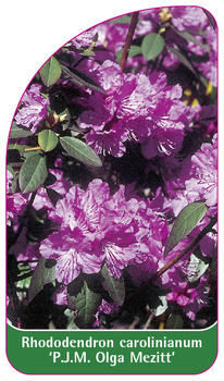 Rhododendron carolinianum 'P.J.M. Olga Mezitt'