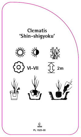Clematis 'Shin-shigyoku'