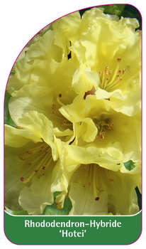 Rhododendron-Hybride 'Hotei'