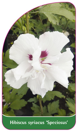 Hibiscus syriacus 'Speciosus'