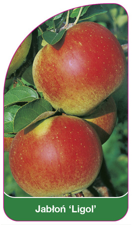 Jabloň 'Ligol'