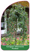 Caragana arborescens 'Pendula'