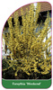 Forsythia 'Weekend'