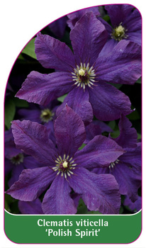 Clematis viticella 'Polish Spirit'