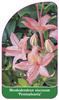 Rhododendron viscosum 'Pennsylvania'