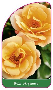 Róza okrywowa Nr. 295