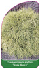 Chamaecyparis pisifera 'Nana Aurea'