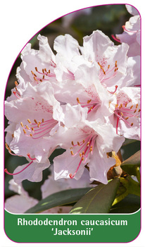 Rhododendron caucasicum 'Jacksonii'