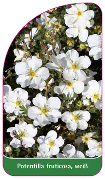Potentilla fruticosa, weiß