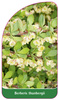 Berberis thunbergii